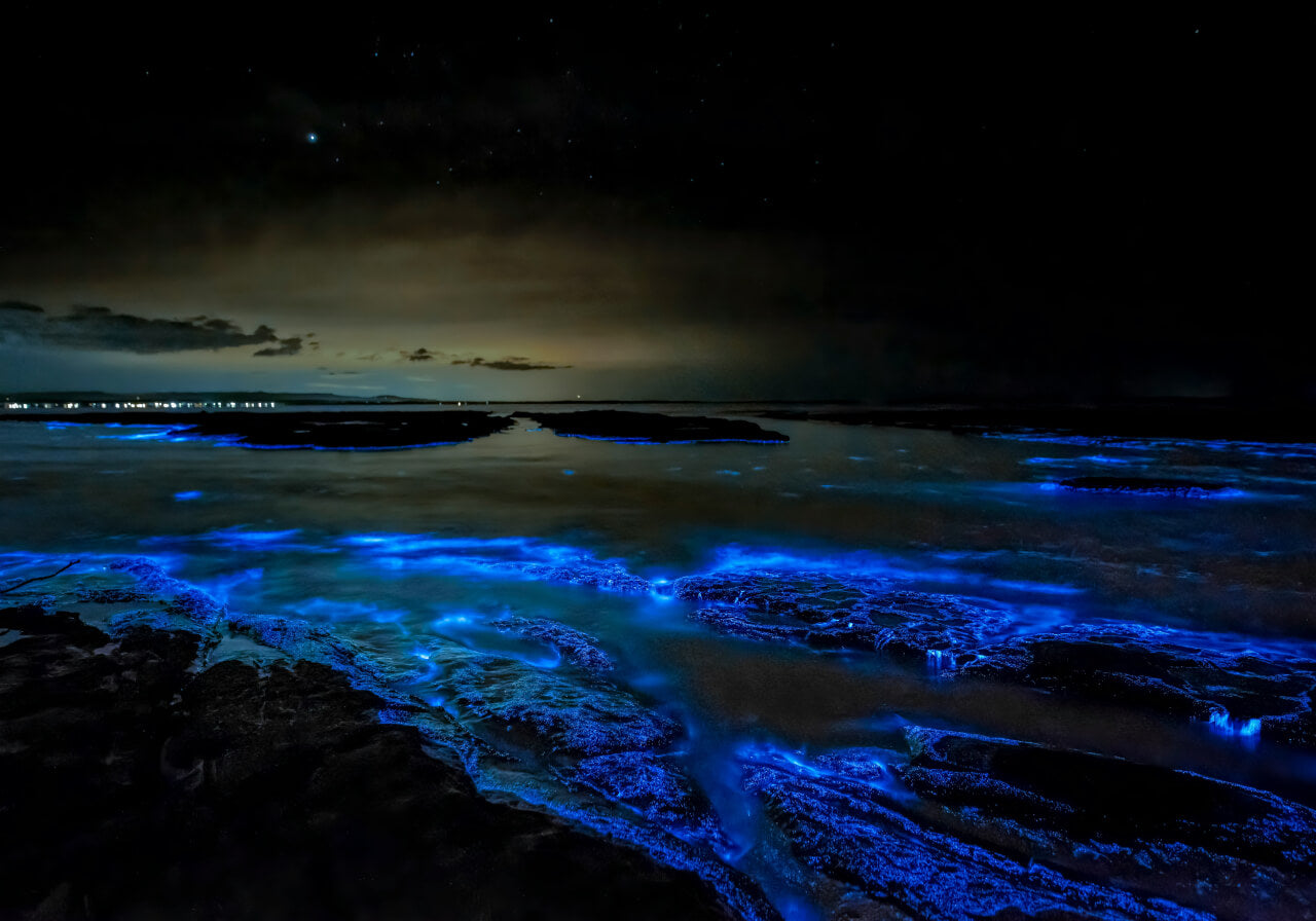 Holbox Dream: Isla, Arena y Bioluminiscencia