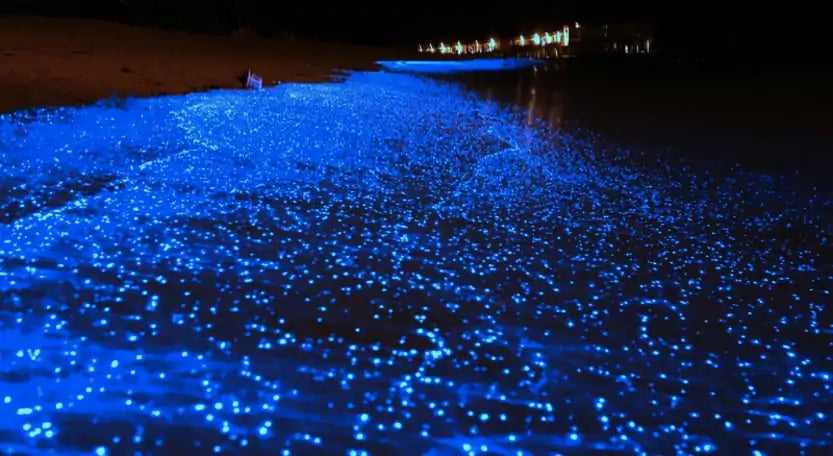 Holbox Dream: Isla, Arena y Bioluminiscencia