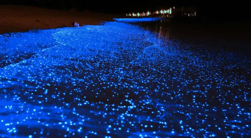 Holbox Dream: Isla, Arena y Bioluminiscencia