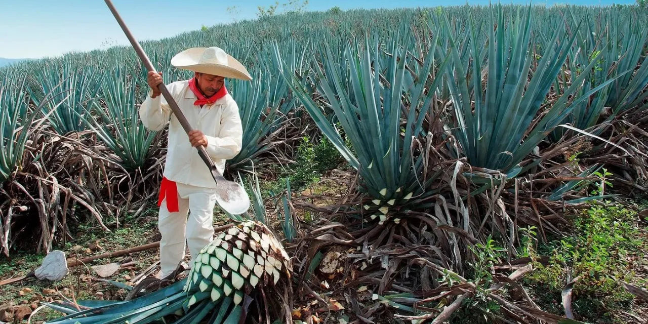 Ruta del Tequila: Pueblo Mágico y Destilerías